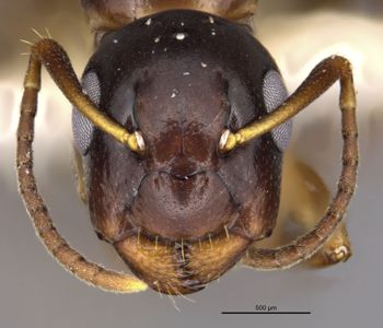 Media type: image;   Entomology 26111 Aspect: head frontal view